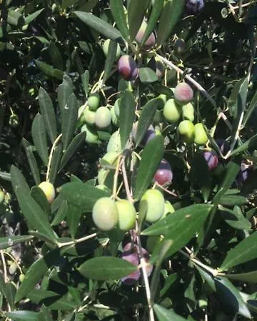 Limoni Villa Poggi